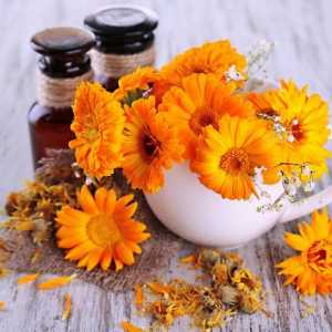 Календула цветя: полезни свойства и противопоказания