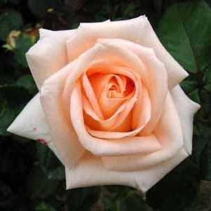 Цвете за любителите и романтиците - роза на Осиана