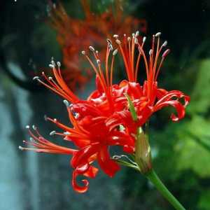 Nerina цвете: засаждане и грижи на открито