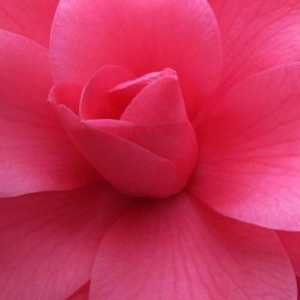 Розово цвете - най-добрата декорация на сайта