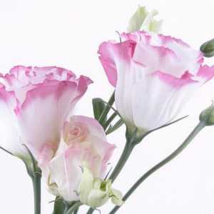 Цветя lisianthus: възпроизвеждане, засаждане, култивиране и грижи
