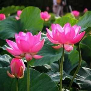 Lotus цветя - божествените символи на чистотата и живота
