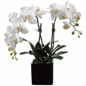 Orchid flowers white: снимка и описание