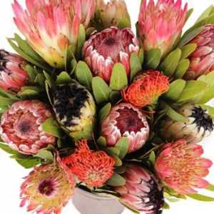 Протеинови цветя са Южна Африка красавици с тропически характер