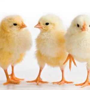 Пилетата през есента вярват: значението на поговорката и примери за употреба