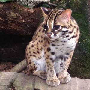 Далеч Източна котка (леопард котка): описание, местообитание, храна