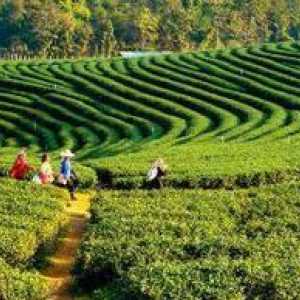 Darjeeling (чай): описание, разнообразие, начин за приготвяне на напитка