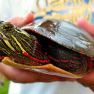 Декоративни костенурки: грижи, видове и характеристики на съдържанието
