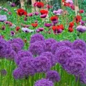 Декоративен лък Allium: засаждане и грижи в градината