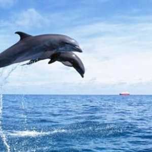 Делфина на Черно море. Видове делфини