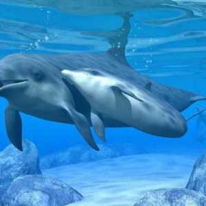 Делфин: описание. Как делфините се защитават срещу враговете?