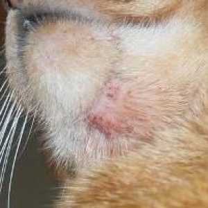 Демодекоза при котки: форми и симптоми на инфекция