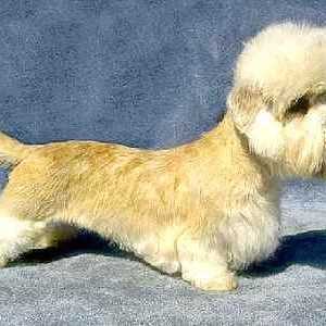 Dandy Dinmont Terrier: описание на породата, снимка