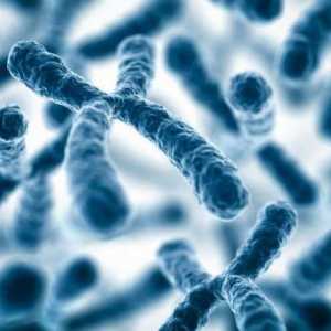 Денвър класификация на хромозомите като основа за кариотипизиране