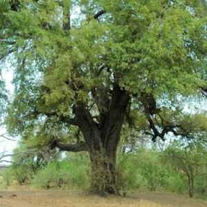 Черно дърво (абанос): свойства, приложение