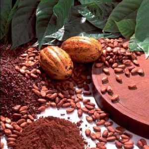 Какаово дърво. Къде расте какаото? Плодове от какао