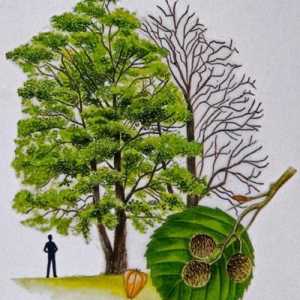 Ельово дърво - незаменим лечител и източник на жива енергия