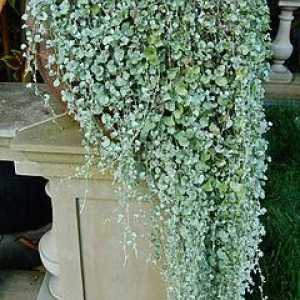 Dichondra "Сребърният водопад" е невероятно растение