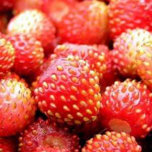 Дива ягоди: полезни свойства