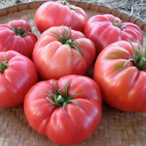 "Дива роза" (домати): описание на сорта, характеристика. Отглеждане на разсад от домати…