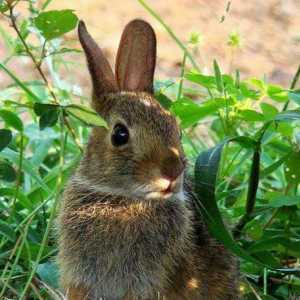 Див заек в природата: описание, снимка
