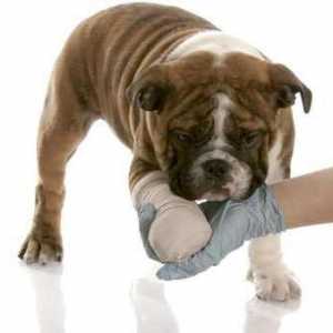Дисплазия при кучета: степен, причини, лечение