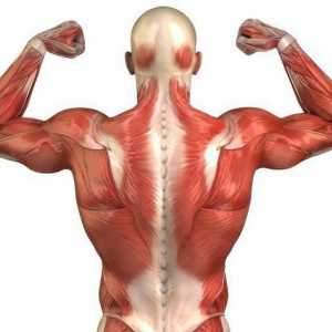 Най-дългият мускул на гърба и неговата функция. Как да изпомпате дългите мускули на гърба