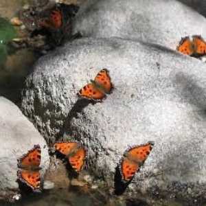 Долината на пеперудите, Родос - най-романтичното място на планетата