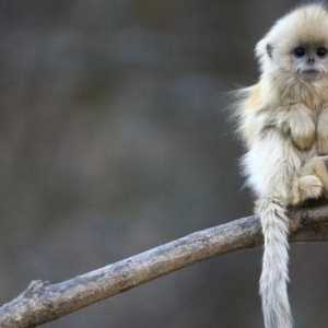 Домашни маймуни: сортове, грижи у дома