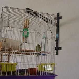 Домашни животни: вълнообразен папагал - поддръжка и грижи