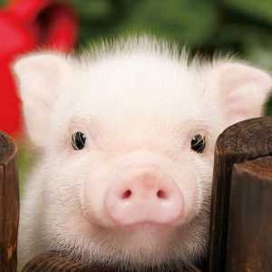 Домашна декоративна свиня: описание, снимка
