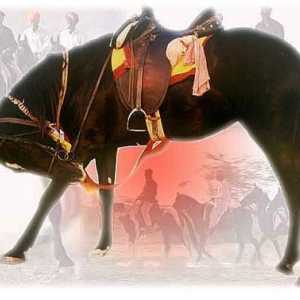 Don порода коне: описание и снимка