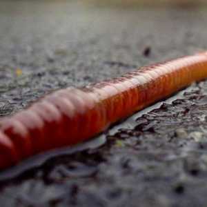 Змийските червеи ядат в природата, почвата, вермиферм, вкъщи?