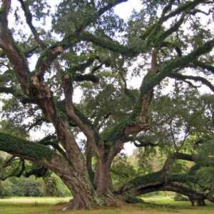 Дъб (дърво): описание. Колко дъб расте