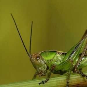 Двойки и мистификатори: насекомо подобно на скакалец - все още не е скакалец