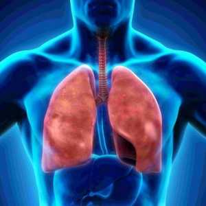 Дихателна система: структура на органите. Плеврата е ... Плевралната кухина на белите дробове