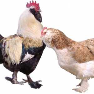 Favelol (порода пилета): описание и рецензии