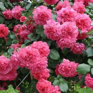 Любимото на градинарите: Rosa `rosariumium yuttersen`
