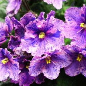 Виолетова химера: Описание, репродукция, култивиране и сортове
