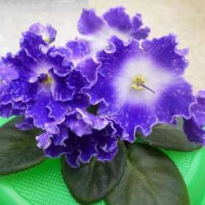 Виолетови стафиди: снимка и описание