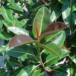 Ficus robusta: обща информация и култивиране