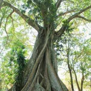 Ficus sacred: описание, трансплантация и грижи у дома