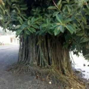 Ficus еластичен. Ficus е гумен. Грижи и домашна култивация