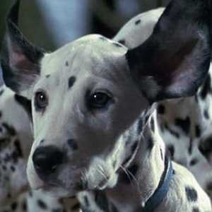 Филми с кучета в заглавната роля: приключение, драма, комедия: списък на най-добрите