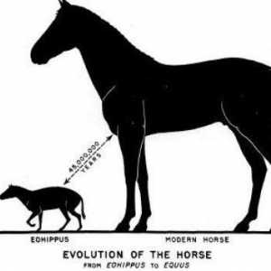 Филогенетична поредица от коне - икона на еволюционния процес