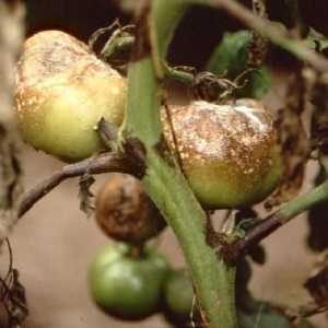Phytophthora on tomatoes: методи на борба и превенция
