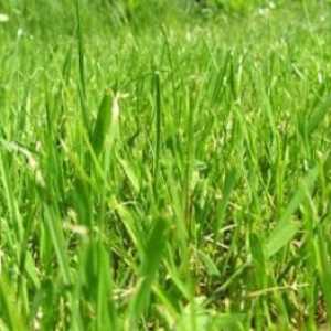 Фитотерапия: полезни свойства на пшеницата трева
