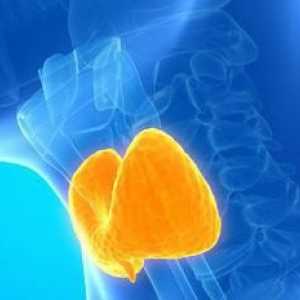 Фоликуларно подуване на щитовидната жлеза - какво е това? Клинични признаци и симптоми