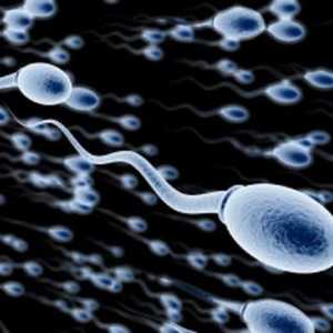Формата, функцията и размера на спермата