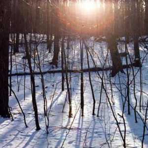 Снимки на снимки през зимата в гората - чудесен начин да разкриете творчеството си